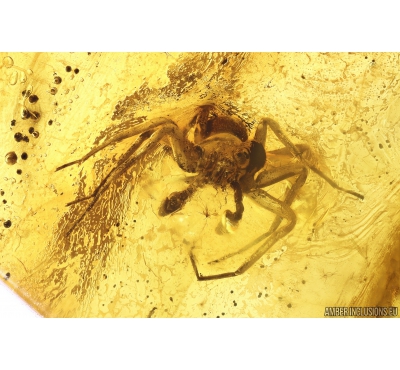 Spider Araneae and Coprolite. Fossil inclusions in Baltic amber stone #10318