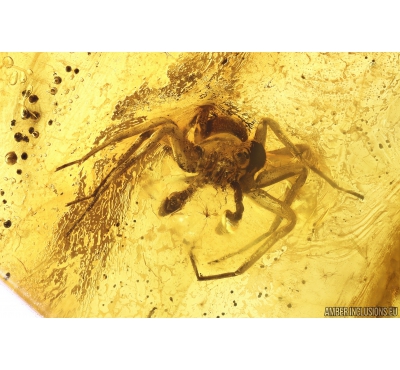 Spider Araneae and Coprolite. Fossil inclusions in Baltic amber stone #10318