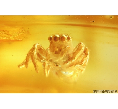 Jumping Spider Salticidae Fossil inclusion in Baltic amber #10319