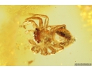 Jumping Spider Salticidae Fossil inclusion in Baltic amber #10319