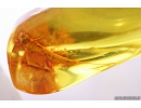 Big 16mm Mayfly Ephemeroptera. Fossil insect in Baltic amber stone #10320