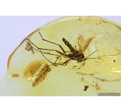 Thrips Thysanoptera, Fungus gnat Mycetophilidae and Plant. Fossil inclusions Baltic amber #10321