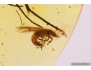 Thrips Thysanoptera, Fungus gnat Mycetophilidae and Plant. Fossil inclusions Baltic amber #10321
