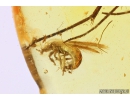 Thrips Thysanoptera, Fungus gnat Mycetophilidae and Plant. Fossil inclusions Baltic amber #10321