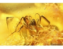 Rare Spider Dictynidae, Mastigusa. Fossil Inclusion in Baltic amber #10324