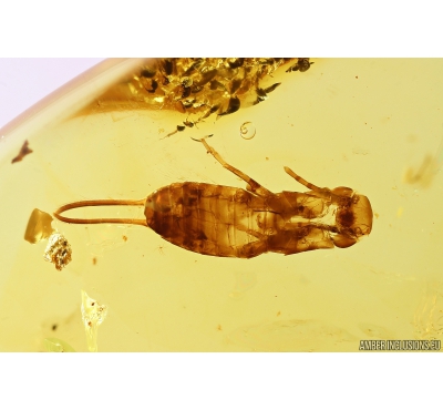 Rare Earwig Dermaptera. Fossil insect in Baltic amber stone #10325