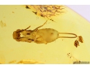 Rare Earwig Dermaptera. Fossil insect in Baltic amber stone #10325