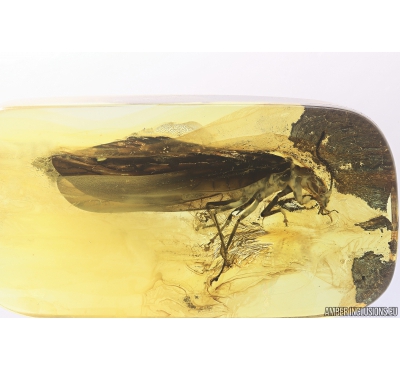 Rare Huge 21mm! ALDERFLY MEGALOPTERA. Fossil insect in Baltic amber #10328