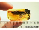 Rare Huge 21mm! ALDERFLY MEGALOPTERA. Fossil insect in Baltic amber #10328