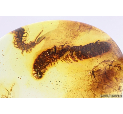 Rare Millipede Diplopoda Polydesmidae and Centipede Lithobiidae. fossil inclusions Baltic amber #10329