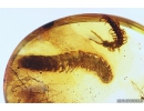 Rare Millipede Diplopoda Polydesmidae and Centipede Lithobiidae. fossil inclusions Baltic amber #10329