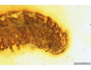 Rare Millipede Diplopoda Polydesmidae and Centipede Lithobiidae. fossil inclusions Baltic amber #10329