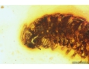 Rare Millipede Diplopoda Polydesmidae and Centipede Lithobiidae. fossil inclusions Baltic amber #10329