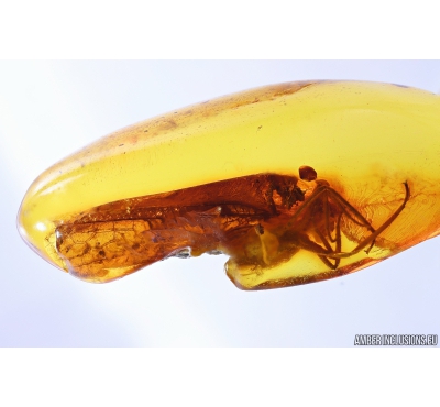 Rare Lacewing Osmylidae Gumillinae new sp. Fossil insect Baltic amber #10331