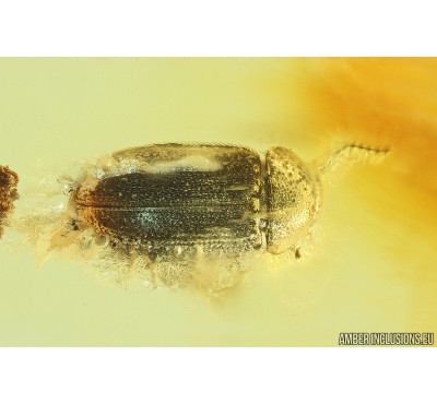 Hairy fungus beetle Mycetophagidae. Fossil insect in Baltic amber #10332