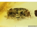 Hairy fungus beetle Mycetophagidae. Fossil insect in Baltic amber #10332