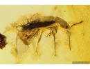 Hairy fungus beetle Mycetophagidae. Fossil insect in Baltic amber #10332