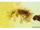 Hairy fungus beetle Mycetophagidae. Fossil insect in Baltic amber #10332