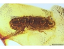 Click beetle Elateroidea. Fossil insect in Baltic amber #10334