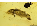 Click beetle Elateroidea. Fossil insect in Baltic amber #10335