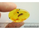 Click beetle Elateroidea. Fossil insect in Baltic amber #10335