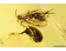 Tumbling Flower Beetle Mordellidae and Wasp Hymenoptera. Fossil insects in Baltic amber #10336