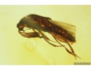 Rare Wedge-Shaped Parasitic Beetle Ripiphoridae. Fossil insect in Baltic amber #10337