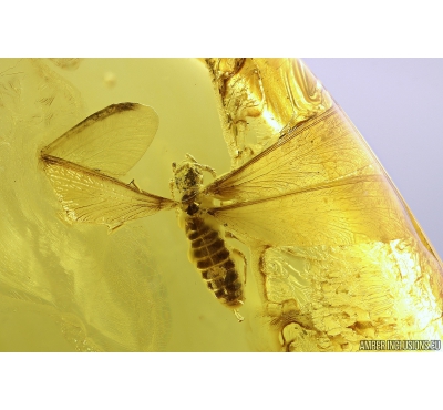 Nice Termite Isoptera. Fossil inclusion in Baltic amber #10343
