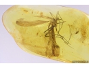 Rare Big 18mm Scorpionfly Mecoptera Bittacidae, Brown scavenger beetle Latridiidae and More. Fossil inclusions in Baltic amber #10345