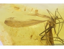Rare Big 18mm Scorpionfly Mecoptera Bittacidae, Brown scavenger beetle Latridiidae and More. Fossil inclusions in Baltic amber #10345