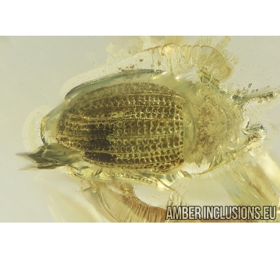 Brown scavenger Beetle Latridiidae Latridiinae. Fossil insect in Ukrainian Rovno amber #10347R