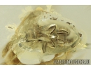 Brown scavenger Beetle Latridiidae Latridiinae. Fossil insect in Ukrainian Rovno amber #10347R