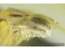 Brown scavenger Beetle Latridiidae Latridiinae. Fossil insect in Ukrainian Rovno amber #10347R