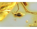 Ant-Like Stone Beetle Staphylinidae Scydmaeninae and Fungus gnat Mycetophilidae. Fossil insects in Baltic amber #10350