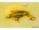 Brown scavenger Beetle, Latridiidae. Fossil insect in Baltic amber #10354