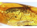 Longhorn Beetle Cerambycidae and Leaf. Fossil inclusions in Baltic amber #10356