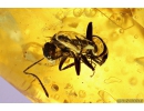 Ant Hymenoptera and Crane fly Limoniidae Dicranomyia . Fossil Inclusions in Baltic amber # 10357