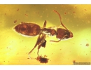 Nice Ant with Water drop in stomach Hymenoptera. Fossil insect in Baltic amber #10360