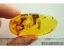 Winged Ant, Hymenoptera Fossil inclusion Baltic amber #10361