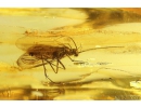 Caddisfly Trichoptera Fossil insect in Baltic amber #10363