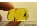 Caddisfly Trichoptera Fossil insect in Baltic amber #10364
