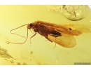 Very nice Big Caddisfly Trichoptera. Fossil insect in Baltic amber #10365