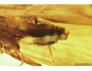 Very nice Big Caddisfly Trichoptera. Fossil insect in Baltic amber #10365