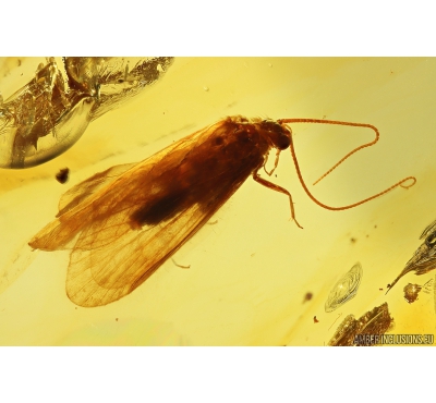 Very nice Big Caddisfly Trichoptera. Fossil insect in Baltic amber #10365