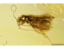 Caddisfly Trichoptera Fossil insect in Baltic amber #10367