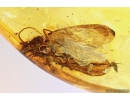 Big Caddisfly Trichoptera and Ant Hymenoptera. Fossil insects in Baltic amber #10368