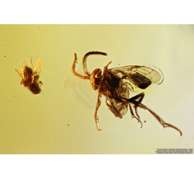 Rare Ensign Wasp Evaniidae and More. Fossil insects in Baltic amber #10373