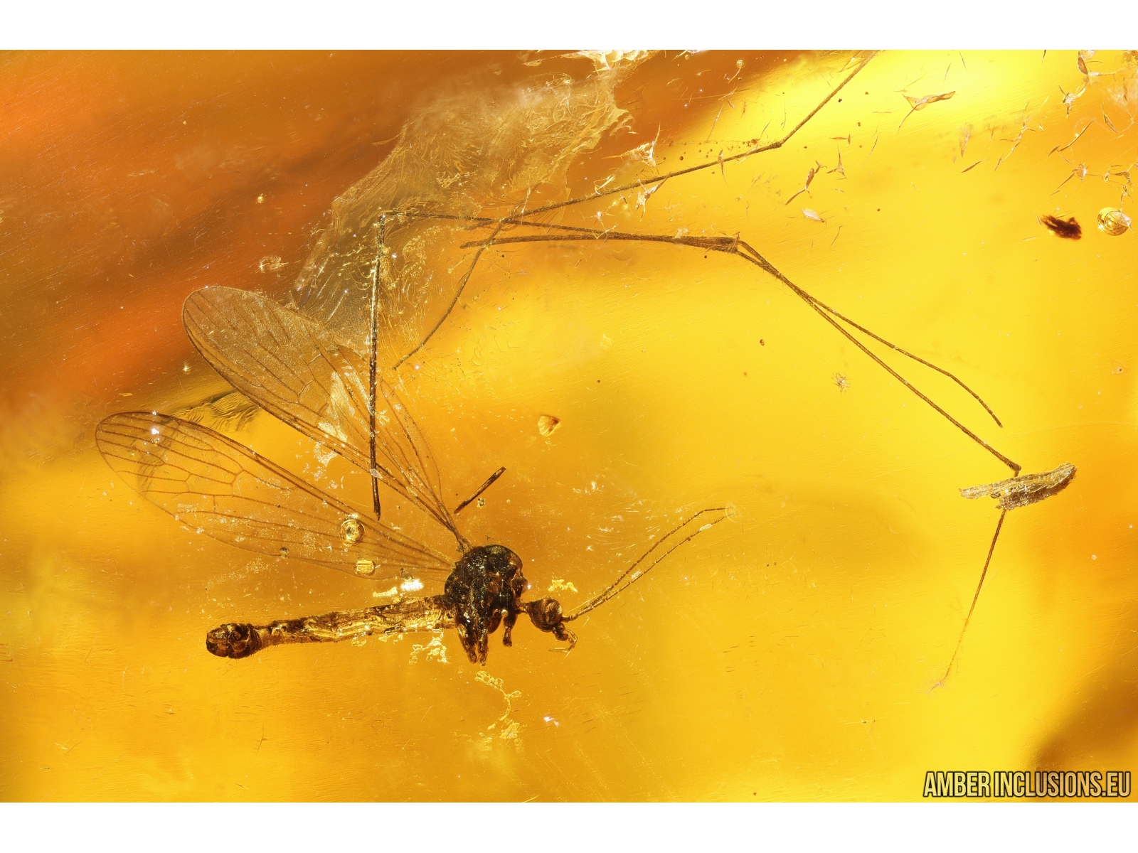 Baltic Amber with 2 Insects trapped for Million Years Certified Baltic ...