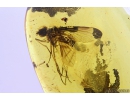 Snipe Fly Rhagionidae. Fossil insect in Baltic amber #10376