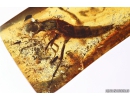Very Rare Aquatic Lacewing larva Neuroptera Nevrothidae and Rove beetle Staphylinidae. Fossil insects in Baltic amber #10384